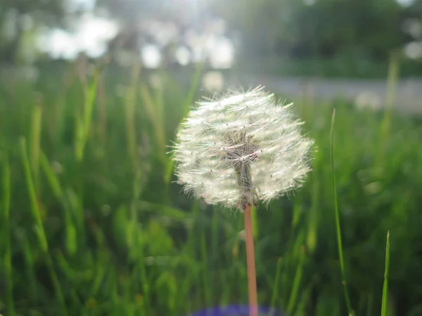 Yeşil çimlerde karahindiba
