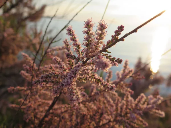 Çiçekleri kapatın.