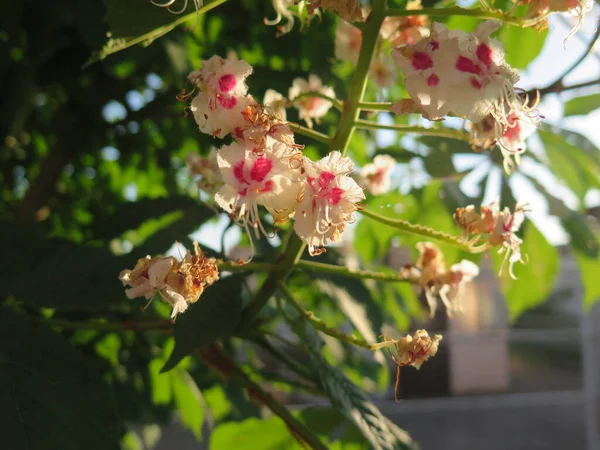 İlkbaharda kiraz çiçeği