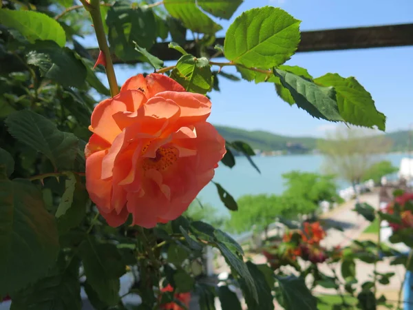  Bahçedeki kırmızı güller