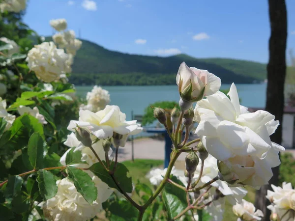 dağlarda beyaz çiçekler