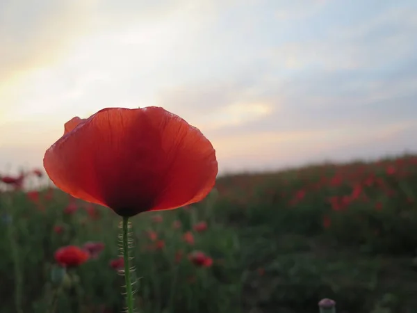 Yazın gelincik tarlası