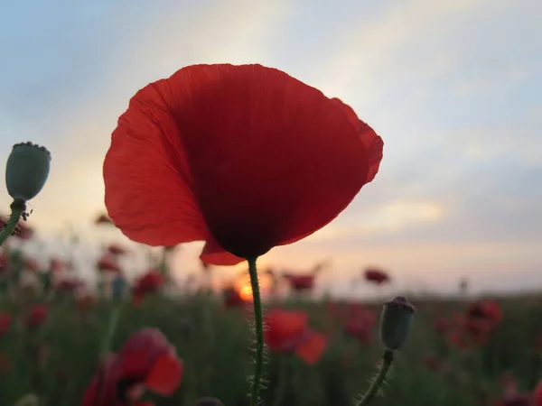 Tarlada haşhaş çiçekleri