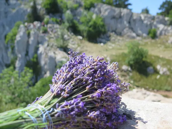 Tarlada bir demet lavanta çiçeği