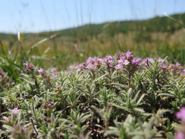 Çayırdaki mor çiçekler