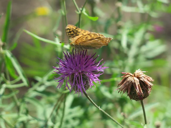 Lezzetli bir parça çikolata ve lokum.