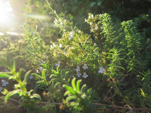 Ormanda yeşil yapraklar