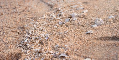 Küçük deniz kabuklarından oluşan bir patika kumun içinden geçiyor. Güneş ışığı yolu aydınlatır. kum dokusu