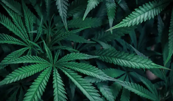 Taze yeşil kenevir doğal arkaplan bırakır