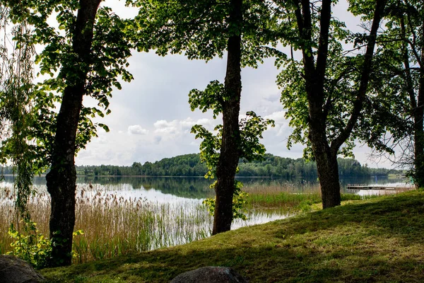 Akşam gölünde ağaçlar.