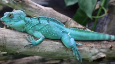Mavi turkuaz iguana lizzard yakın hayvanat bahçesinde istirahat