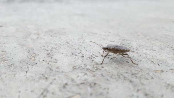 Brown Bruingemarmerde Stinken Bug Close — Stockvideo