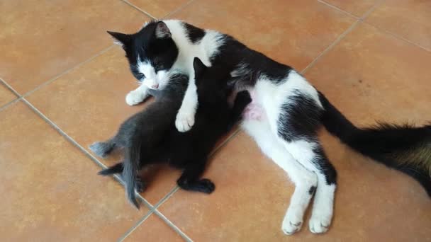 Cat Mother Feeding Her Newborn Little Kitties — Stock Video