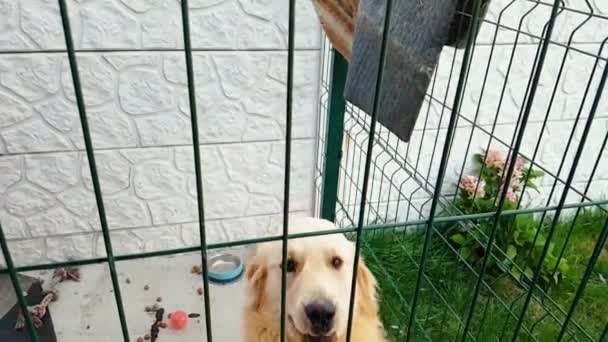 Golden Retriever Bermain Anjing Dalam Gerakan Lambat Menutup — Stok Video