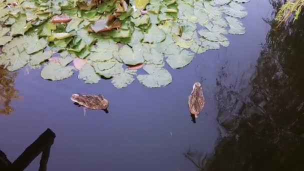 Patos Nadando Juntos Lago Con Hermosas Hojas Colores — Vídeo de stock