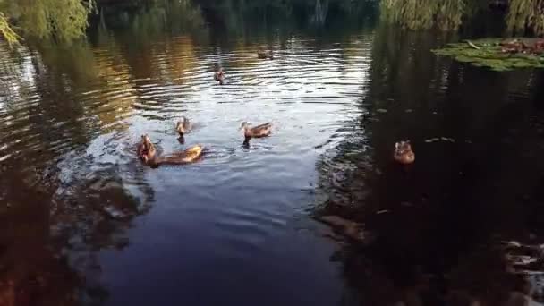 Πάπιες Που Κολυμπούν Μαζί Μια Λίμνη Όμορφα Φύλλα Και Χρώματα — Αρχείο Βίντεο