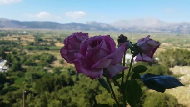 Цветок Розы Фоне Пейзажа Солнечный День — стоковое видео
