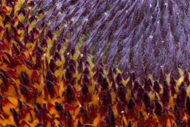 Ayçiçeği beatiful makro closeup geometrik desen doku 03