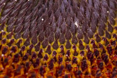 Ayçiçeği makro geometrik desen tohumları ve çiçek dokusu