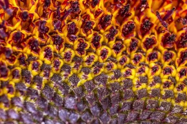 Ayçiçeği güzel closeup makro geometrik desen doku 02