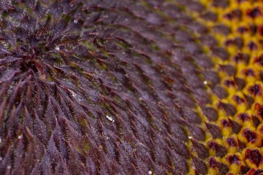 Ayçiçeği güzel closeup makro geometrik desen doku 02