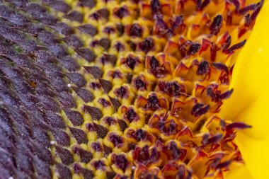 Ayçiçeği güzel closeup makro geometrik desen doku 02