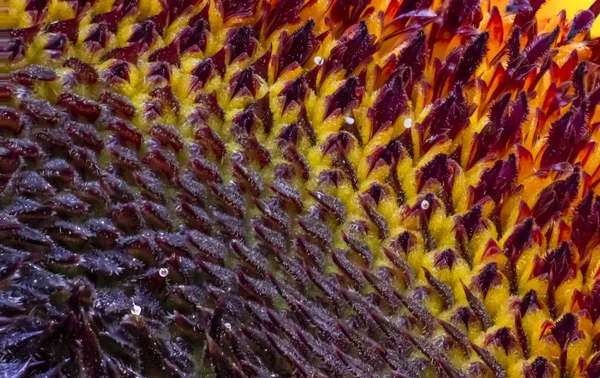 Ayçiçeği güzel closeup makro geometrik desen doku 04