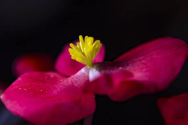 Begonya çiçek ve yaprakları güzel closeup stüdyo