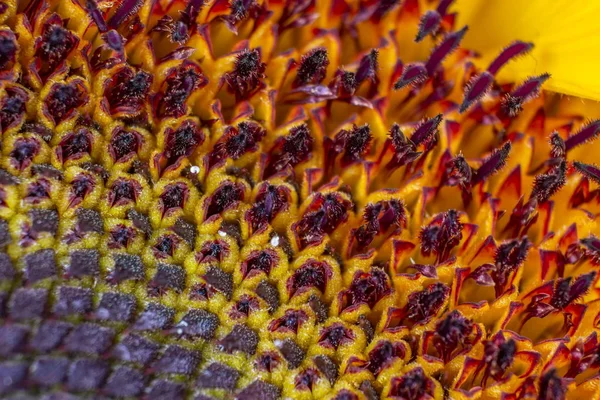 Ayçiçeği güzel closeup makro geometrik desen doku 02