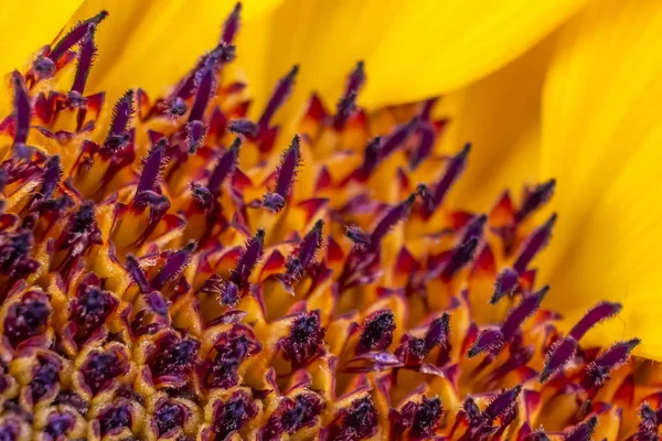Ayçiçeği güzel closeup makro geometrik desen doku 02