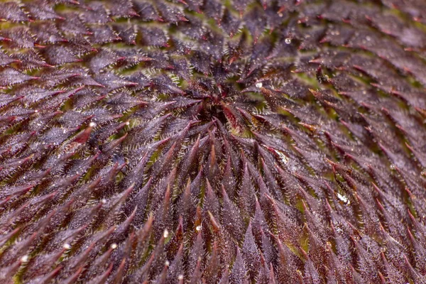 Ayçiçeği güzel closeup makro geometrik desen doku 02