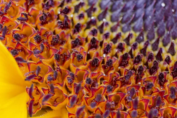 Solros vacker närbild makro geometriska mönster konsistens 02 — Stockfoto