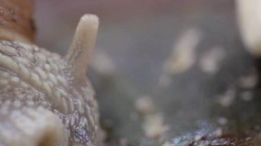 Salyangoz göz tentacle 02 extreme makro closeup