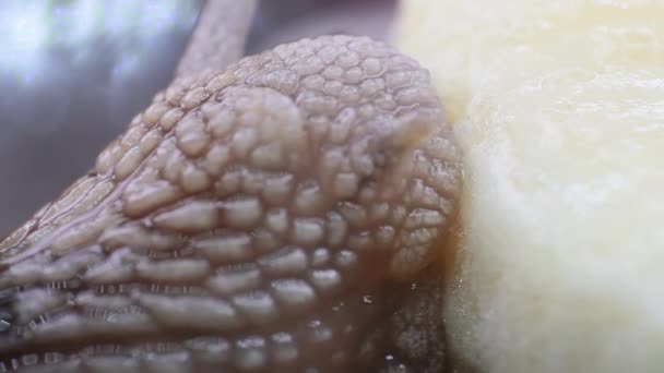 Ακραία Μακρο Κοντινό Πλάνο Ενός Σαλιγκαριού Που Τρώει Μπανάνα Για — Αρχείο Βίντεο