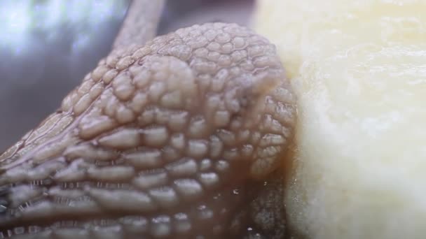 Extreme Makroaufnahme Einer Schnecke Die Zum Ersten Mal Banane Frisst — Stockvideo