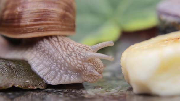 Makro Vértes Egy Csiga Étkezési Banán Első Alkalommal — Stock videók