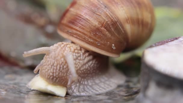 Macro Close Caracol Comendo Banana Pela Primeira Vez — Vídeo de Stock