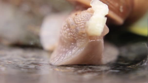 蜗牛首次吃香蕉的宏观特写 — 图库视频影像