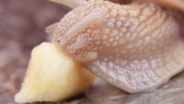 蜗牛首次吃香蕉的宏观特写镜头 — 图库视频影像