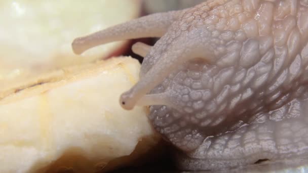 Macro Close Caracol Comendo Banana Pela Primeira Vez — Vídeo de Stock