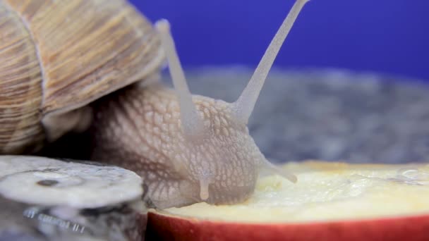 Macro Primer Plano Caracol Comiendo Manzana Por Primera Vez — Vídeo de stock