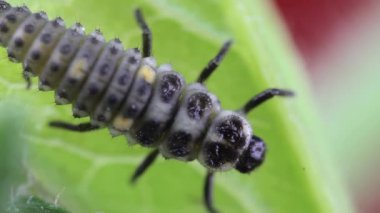 Stüdyo dinlenme ve yeşil bir yaprak 02 üzerinde tarama iki nokta uğur böceği larva closeup makro