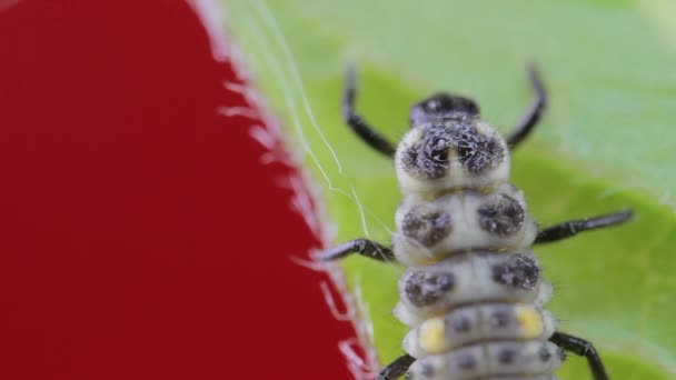 Zwei Punkt Marienkäferlarve Nahaufnahme Makro Studio Auf Einem Grünen Blatt — Stockvideo