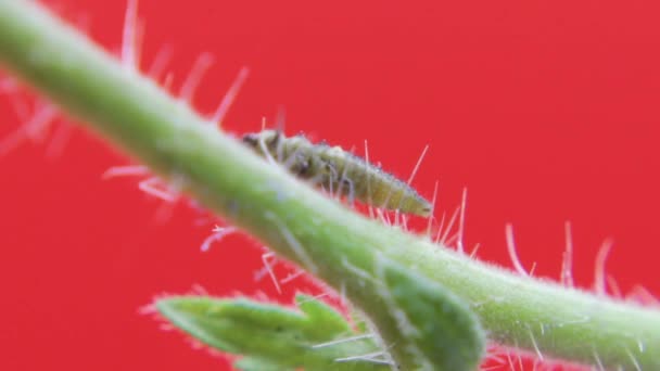 Due Spot Coccinella Larva Primo Piano Macro Studio Riposo Strisciare — Video Stock