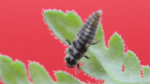 Larva Joaninha Dois Pontos Macro Close Estúdio Descansando Rastejando Uma — Vídeo de Stock