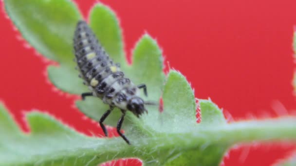 Two Spot Ladybird Larva Closeup Macro Studio Resting Crawling Green — Stock Video