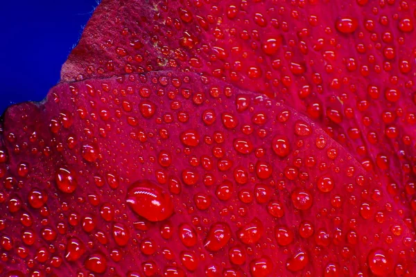 Hibiscus çiçek aşırı makro closeup stüdyo ateş 29