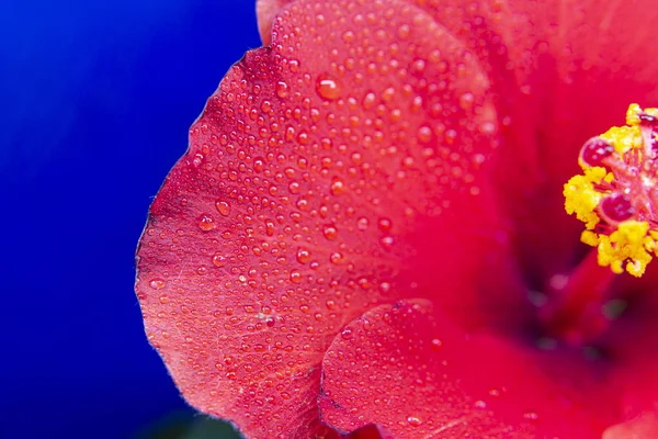 Hibiscus çiçek aşırı makro closeup stüdyo ateş 02 — Stok fotoğraf