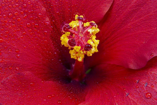 Hibiscus çiçek aşırı makro closeup stüdyo ateş 06