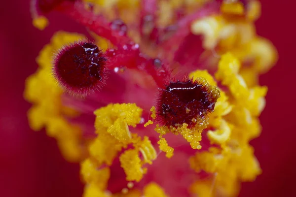 Hibiscus çiçek aşırı makro closeup stüdyo ateş 08